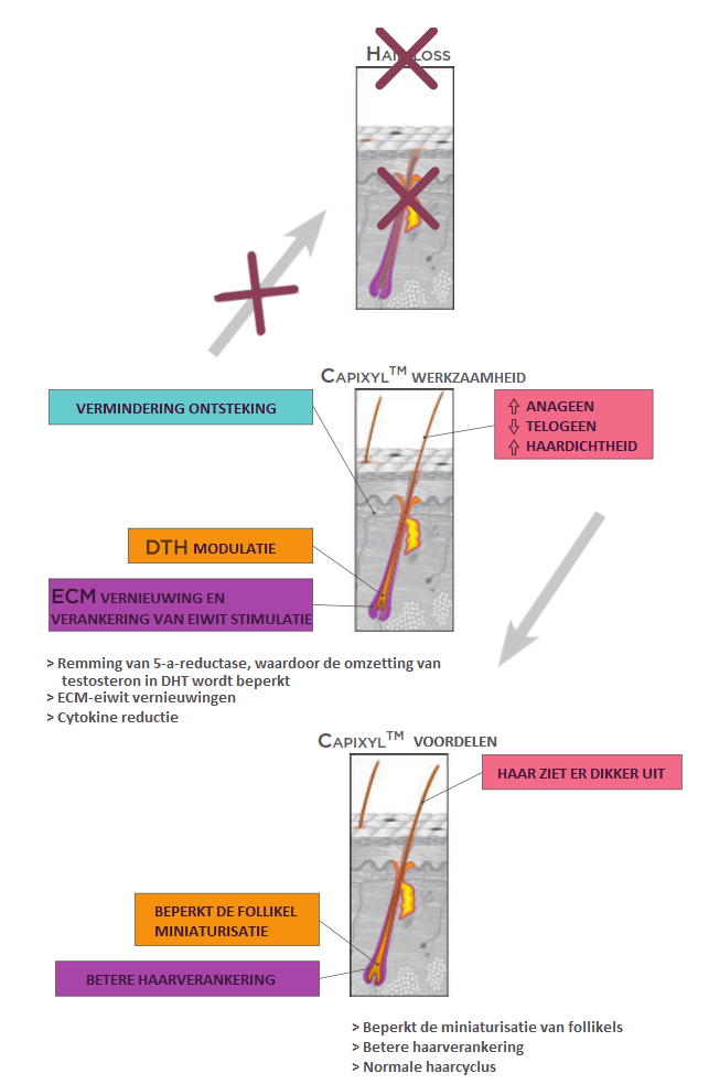 capixyl schema mobiel